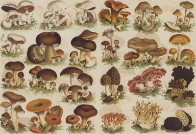 Edible Mushrooms by German School